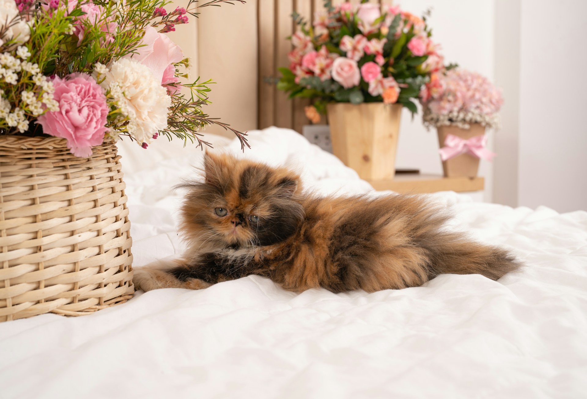 Les meilleurs lits et couchages pour le confort des chats persans