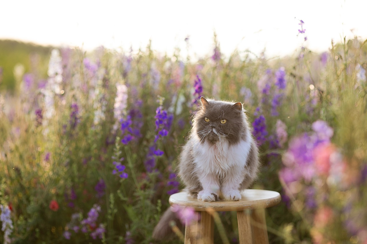 Photo chat persan sur un tabouret